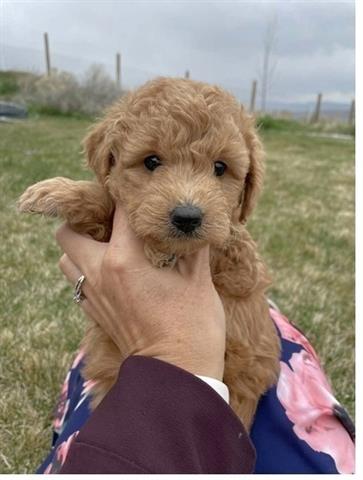 $400 : Sweet little Poodle *reduced* image 1
