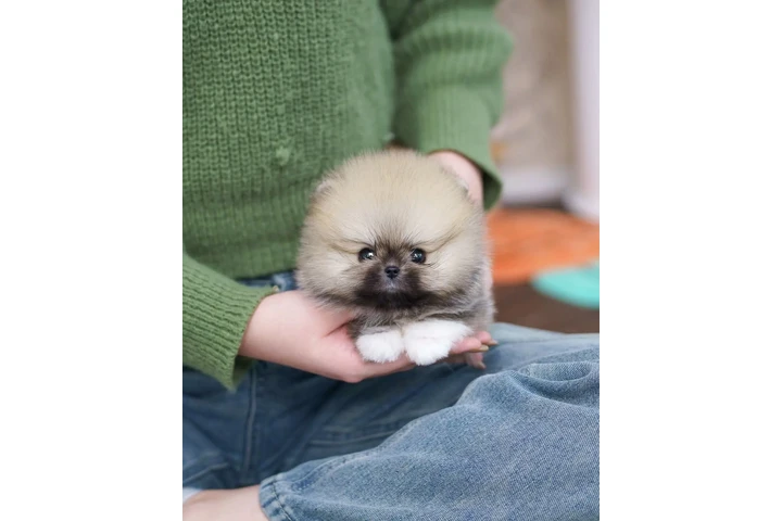 $350 : cachorros pomerania image 1