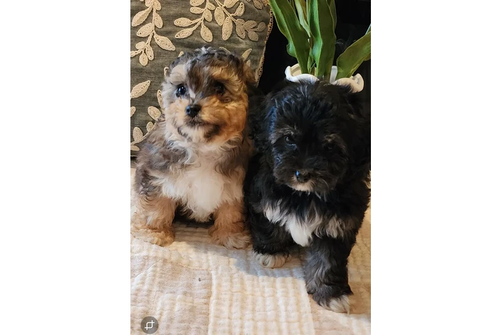 $250 : Perritos bonitos image 2