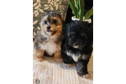 $250 : Perritos bonitos thumbnail