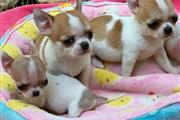 $300 : trained Chihuahua thumbnail