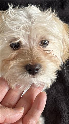 $600 : Two yorkies puppies image 6