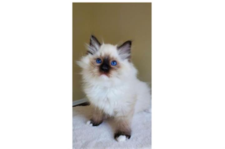 Ragdoll kittens image 2