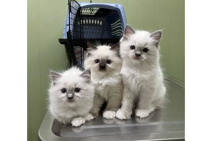 $300 : Gatitas Ragdoll hembras image 1