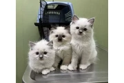 Gatitas Ragdoll hembras en Long Island