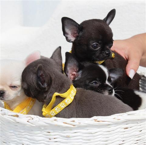 $250 : Akc mini Chihuahua puppies image 1