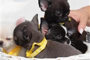 $250 : Akc mini Chihuahua puppies thumbnail