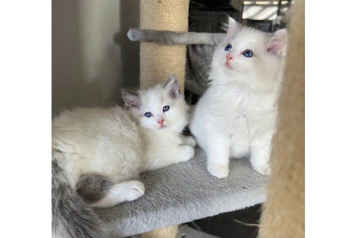 $210 : 2 Ragdoll Available image 1