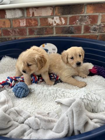 $420 : Golden retriever puppies image 2