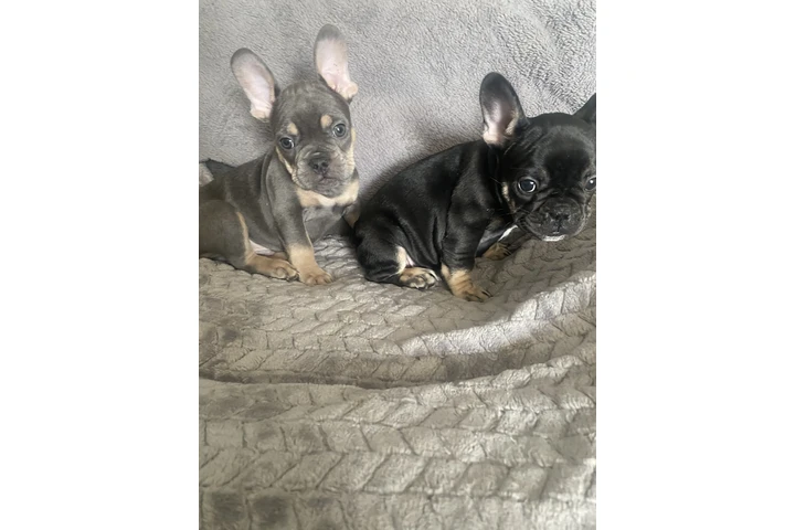 $1100 : FRENCH BULL DOG PUPPIES 8 wks image 6