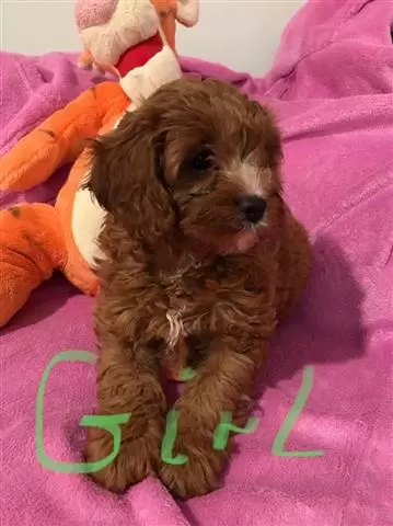 Amazing Cavapoo puppies image 1