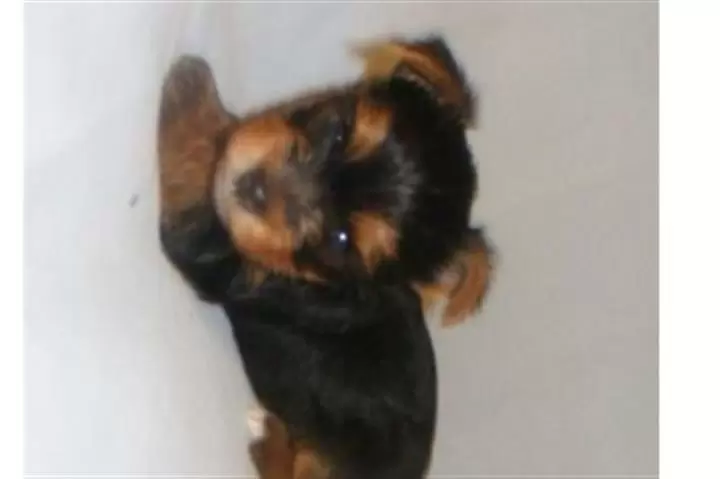 Fantásticos cachorros de Yorki image 2