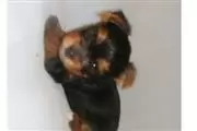 Fantásticos cachorros de Yorki thumbnail