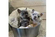$350 : Bulldog Frances thumbnail