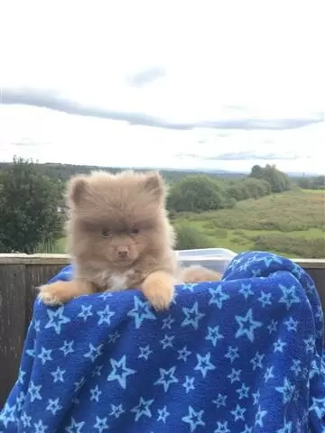 $400 : chocolate Lovely Pomeranian image 1