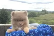 chocolate Lovely Pomeranian en Oklahoma City