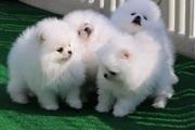 $400 : Teacup Pomeranian puppy thumbnail