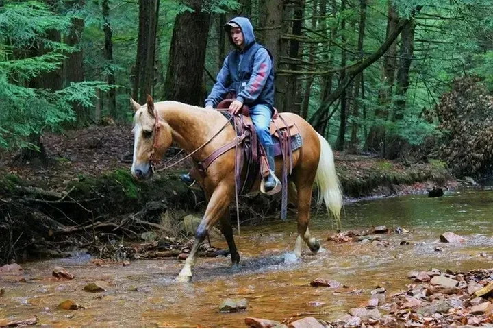 $2500 : Horse available for sale near image 4