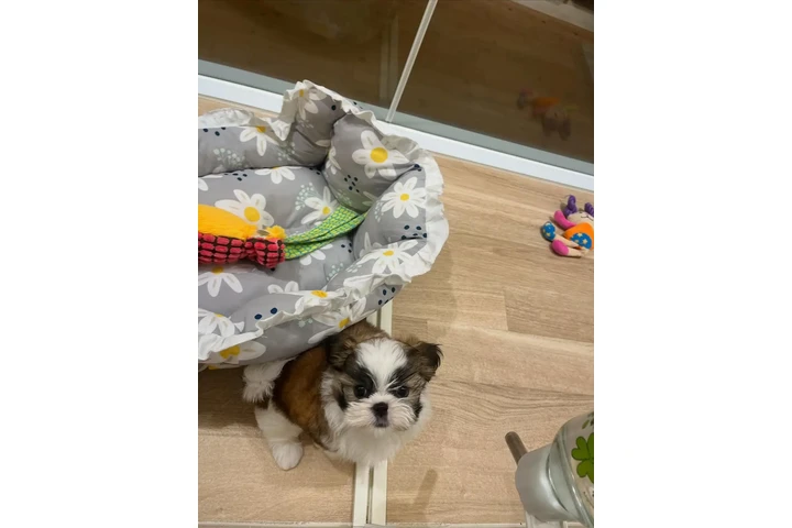 $350 : cachorros Shihzu image 1