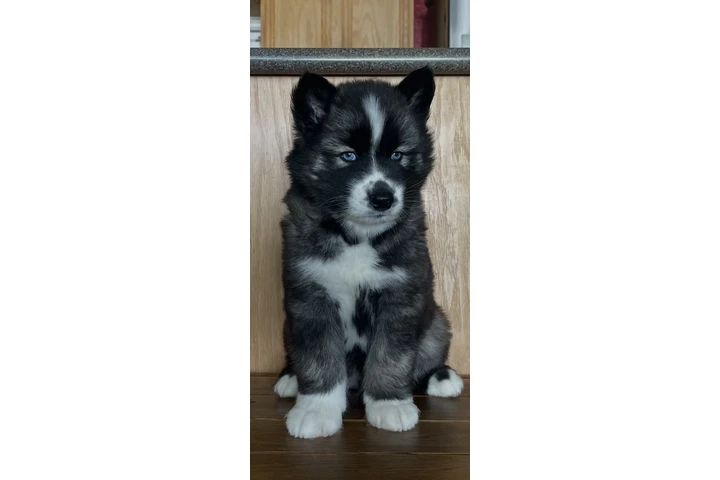 $400 : Siberian Husky Puppies image 1