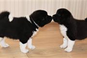 $1000 : Akita puppies available thumbnail