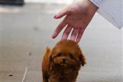 $400 : TOY POODLE PUPPY thumbnail