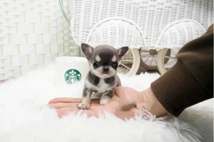 $350 : Micro chihuahua image 2