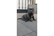 $350 : cachorros de pitbull thumbnail