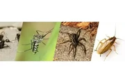 PEST CONTROL FUMIGACIÓN thumbnail