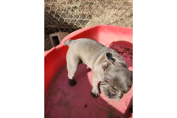 $550 : French bulldog image 4