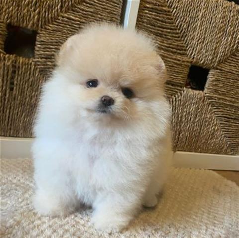 $400 : Teacup Pomeranian Ready image 2