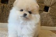 $400 : Teacup Pomeranian Ready thumbnail