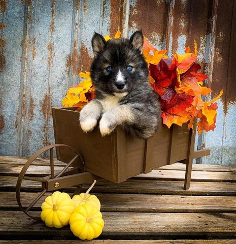 $400 : Siberian Husky Puppies image 4