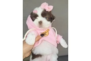 $350 : Cachorro Shihtzu thumbnail