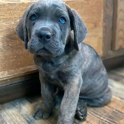 $1200 : Adorables cachorro  Cane Corso image 3