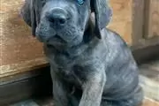 $1200 : Adorables cachorro  Cane Corso thumbnail