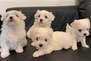 White maltese puppy for sale en Cleveland