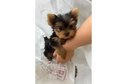 $400 : Cachorros de Yorkshire Terrier thumbnail