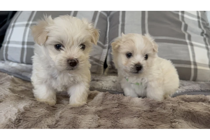 $450 : Maltipoo image 4