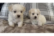 $450 : Maltipoo thumbnail