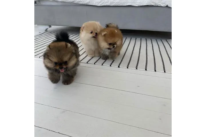 $350 : Pomerania en venta image 3