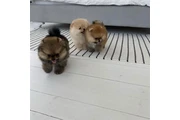 $350 : Pomerania en venta thumbnail