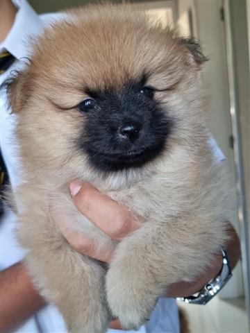 $350 : Se vende precioso pomerania image 2