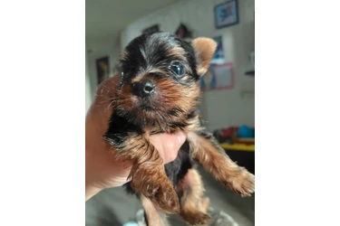 🐶✨ PERRITO YORKIE EN VENTA ✨ en Los Angeles
