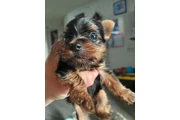 🐶✨ PERRITO YORKIE EN VENTA ✨ en Los Angeles