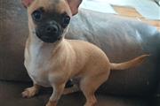 Chihuahua puppies for sale en Salt Lake City