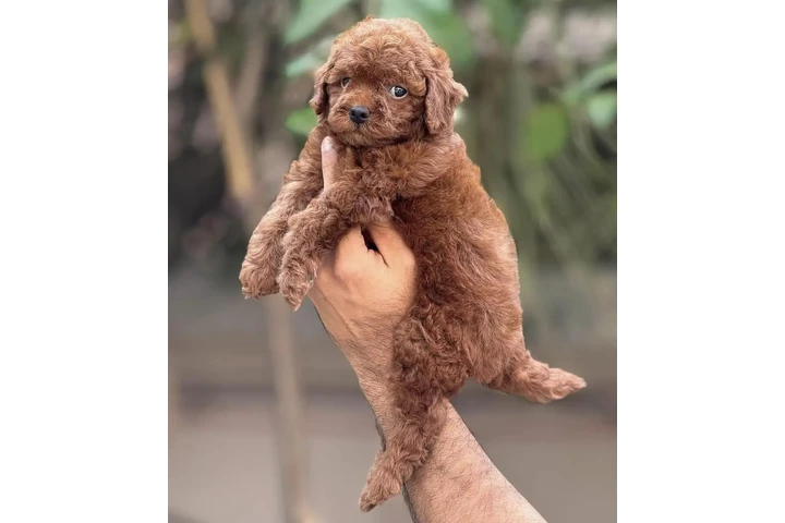 $250 : Toy Poodle Available image 1