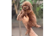 Toy Poodle Available en Las Vegas