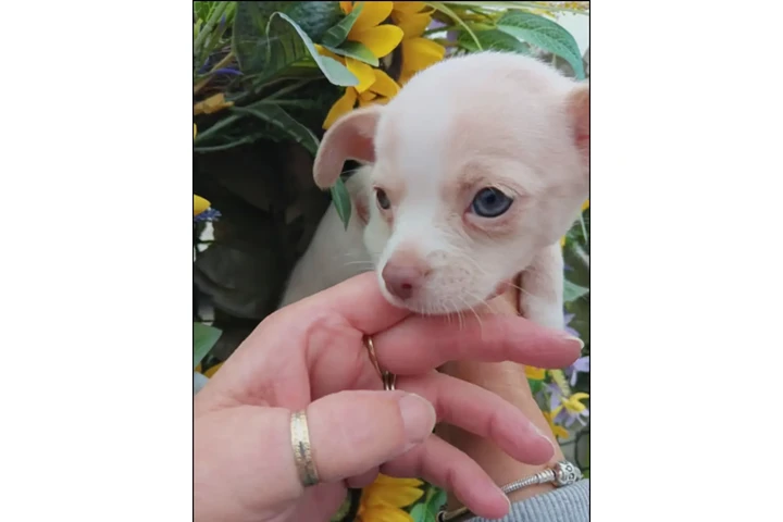 $700 : Chihuahua puppies image 10