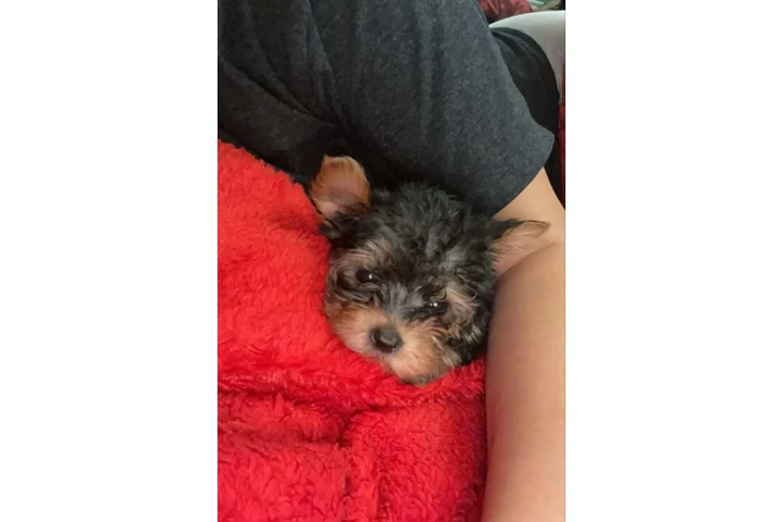$200 : Cute Yorkie puppy for adoption image 2